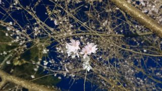 冬桜のシーズンには夜間ライトアップされています。