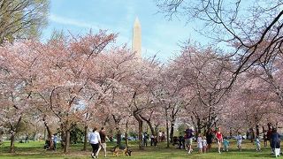 桜越しの塔を見るならウェスト・ポトマック公園から