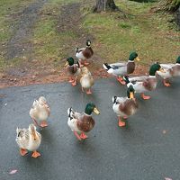 旅館で飼っているが放し飼いなので寄ってくる