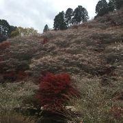 紅葉と桜が一緒見れます！