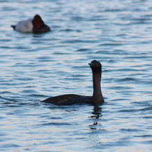 ヒメウ（姫鵜）冬羽が見られました。