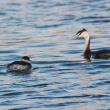 ハジロカイツブリ（羽白鳰）とカンムリカイツブリ（冠鳰）