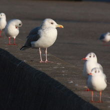 オオセグロカモメ（大背黒鴎）とユリカモメ（百合鴎）