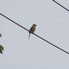 モズ（百舌）♀