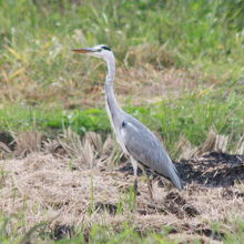 アオサギ（蒼鷺）