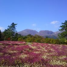 久住のやまなみをバックに可憐に咲いている「千日紅」