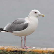 セグロカモメ（背黒鴎）