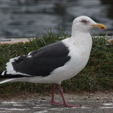 オオセグロカモメ（大背黒鴎）