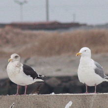 ワシカモメ（右）とオオセグロカモメ（左）