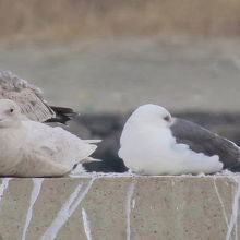 ワシカモメ（右）とシロカモメ若鳥（左）