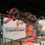 期間限定の恐竜の展示が見ごたえあり