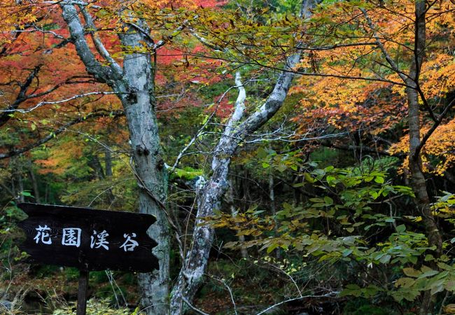 基本ドライブしながら紅葉を楽しむ場所