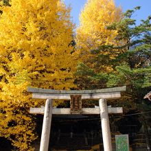 正面鳥居前のイチョウの木