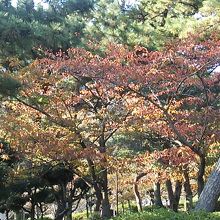 須磨浦公園の紅葉