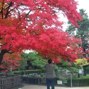 泣きそうに美しい紅葉