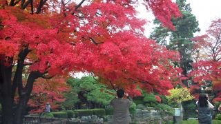 泣きそうに美しい紅葉