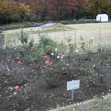 紅葉をバックにバラがきれいでした