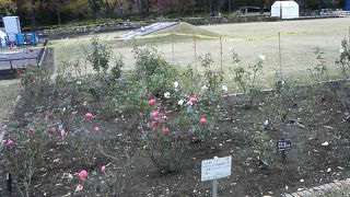 11月でもバラがきれいでした