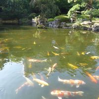 鯉のたくさんいる庭があります．