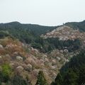 千本桜が見えます