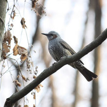 ヒヨドリ（鵯）