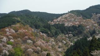 千本桜が見えます
