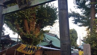 鳥居の後ろに二つの木