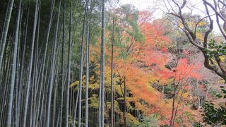 紅葉と竹林のコラボ