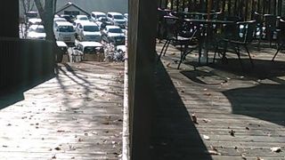 犬づれにもやさしいです