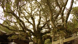 樹齢500年のご神木が立派！