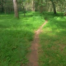 王宮へ向かう森林の小径
