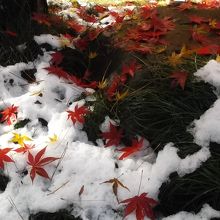 雪と紅葉