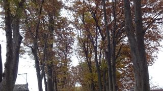 ドラマの１シーンのような美しい並木道