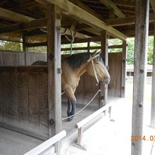 馬屋にはかわいい馬！