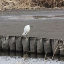 コサギがいました。