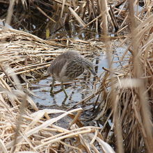 アカガシラサギ冬羽
