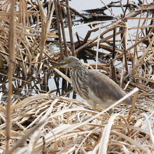 アカガシラサギ冬羽