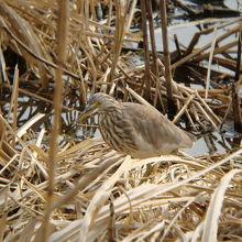 アカガシラサギ冬羽