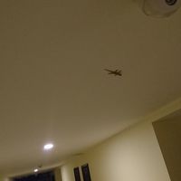 ホテル内のいたるとこにとかげくん。℃-ute