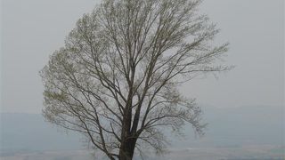 ピサの斜塔に由来？ 