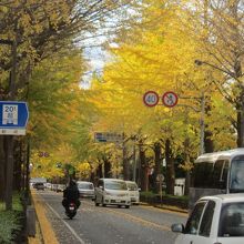 約600mに亘って黄金色に色づく銀杏が楽しめました