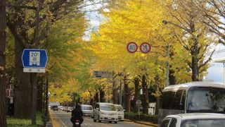 600ｍに亘り黄金色に色づく銀杏並木