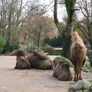 小さい子どもに人気の動物園