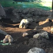 小さな動物園