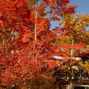 紅葉が綺麗でした。