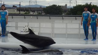 京都にも水族館！