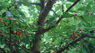 いくらでも食べれそう