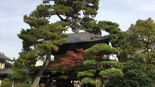 松が美しいです