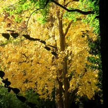 お城の庭園の紅葉