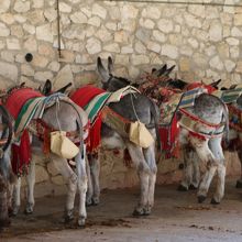 ロバタクシーのロバが繋がれています。